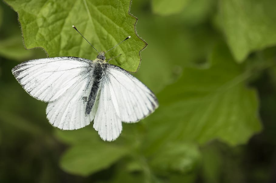 butterfly, green, insect, leaf, beauty in nature, animal themes HD wallpaper