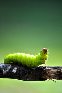 green caterpillar, animal, invertebrate, honey bee, insect, worm HD wallpaper