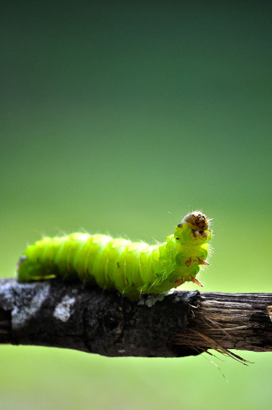 green caterpillar, animal, invertebrate, honey bee, insect, worm, HD wallpaper