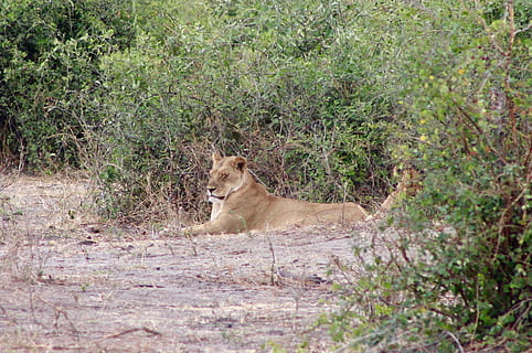 brown lion, wildlife, animal, mammal, nature, zambia, africa HD wallpaper