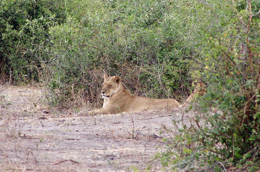 brown lion, wildlife, animal, mammal, nature, zambia, africa HD wallpaper