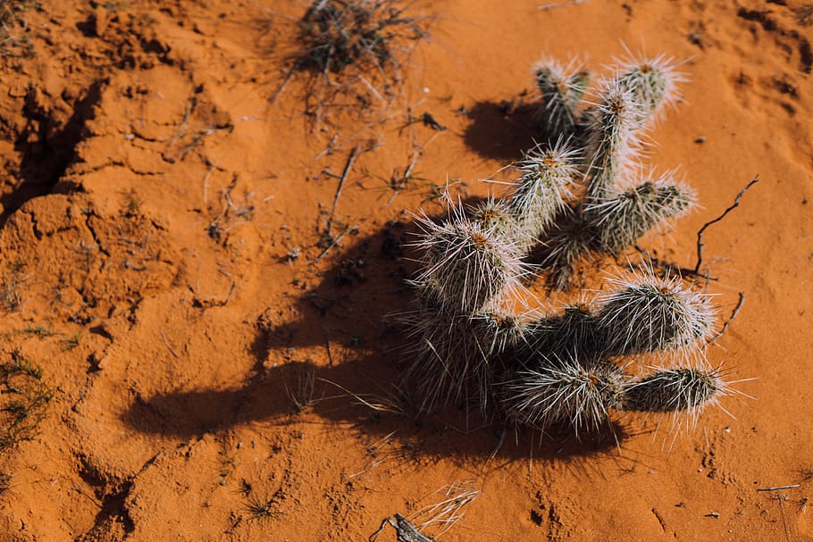 cactus, desert, winter, cacti, nature, no people, animal themes HD wallpaper
