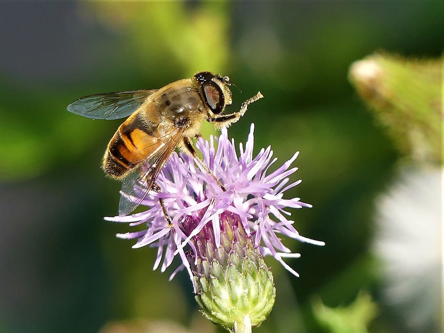 wild flower, bee, insect, pollination, close up, late summer HD wallpaper