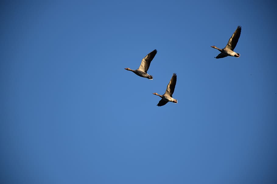 animal, flying, bird, waterfowl, goose, flock, kite bird, seagull, HD wallpaper