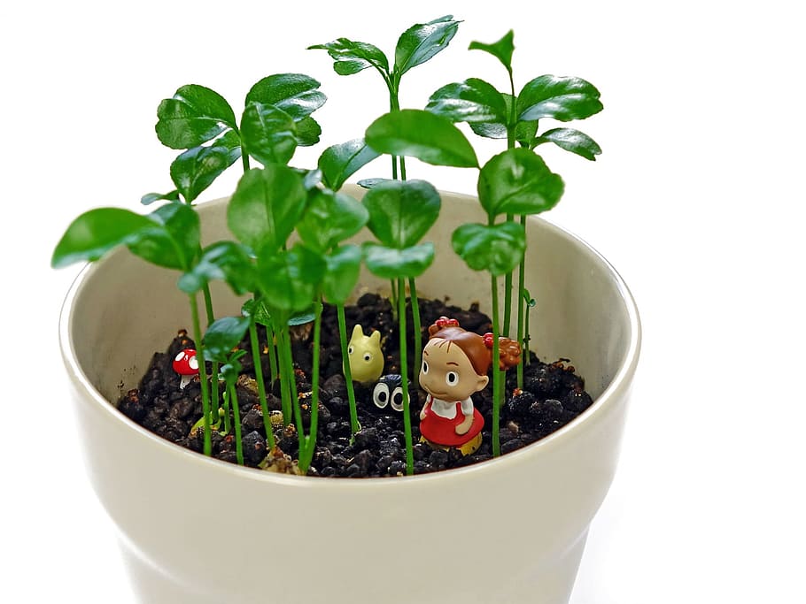 pot, toy, object, figure, little, plant, nature, green, white background HD wallpaper