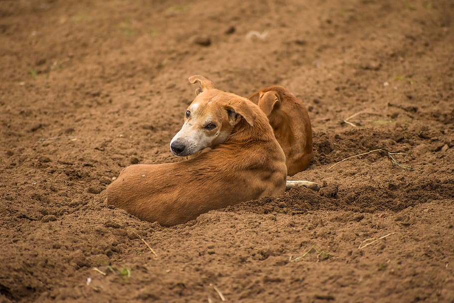 two dogs lying on ground, soil, nature, sand, outdoors, mammal HD wallpaper