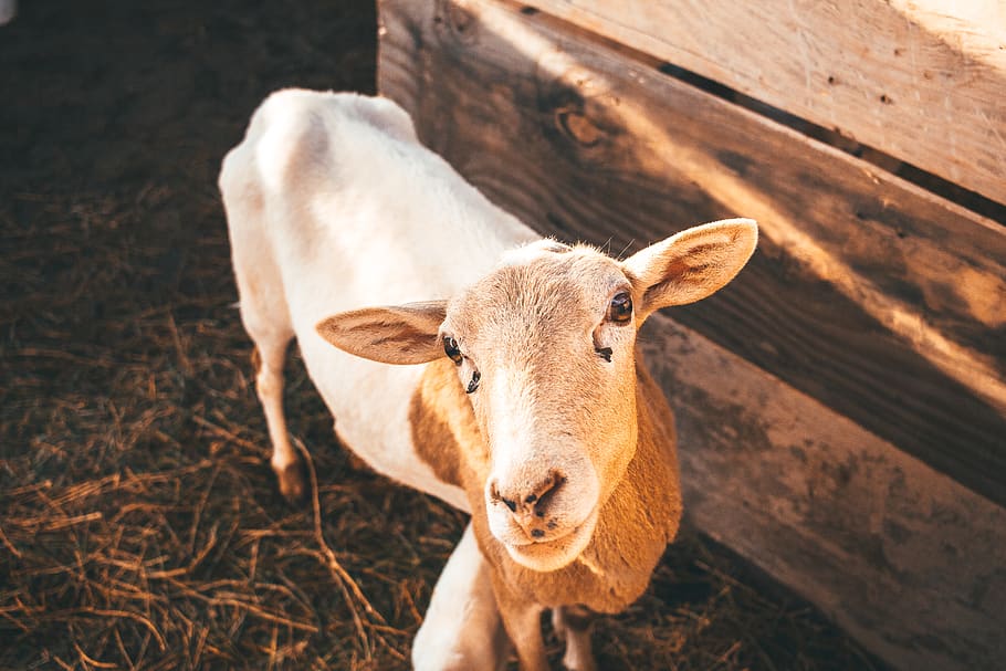 brown and white goat, animal themes, mammal, one animal, domestic animals HD wallpaper