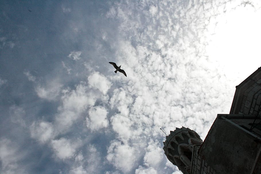 Tower birds