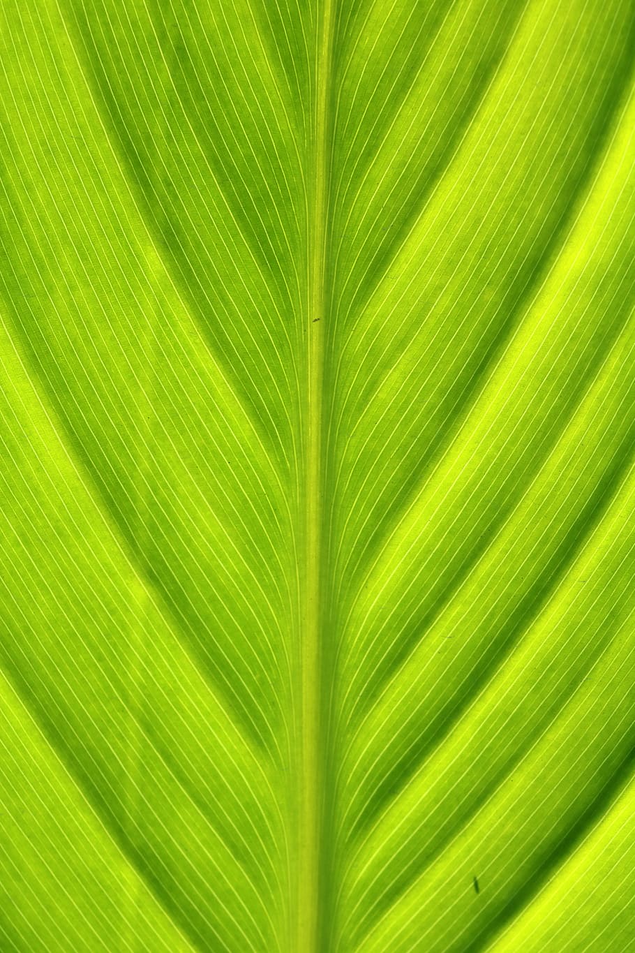 Wallpaper  Chartreuse  Lime Green  Ipod touch Textured wallpaper Ipod