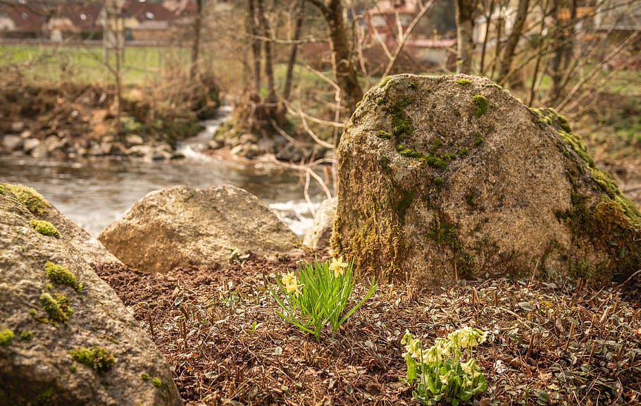 frühlingsblüher, stones, river, tree, bach, nature, landscape HD wallpaper