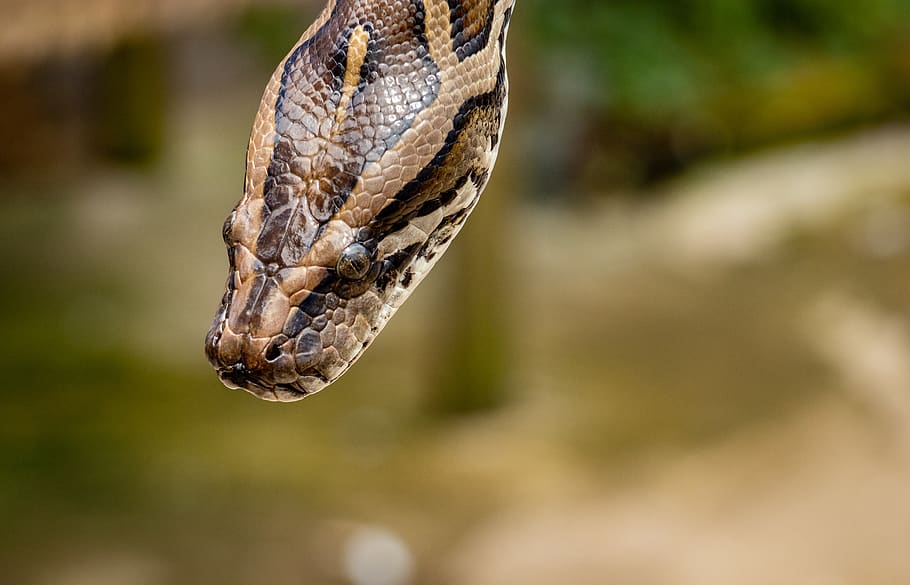 Brown Reticulated Python, animal, close-up, macro, python snake HD wallpaper