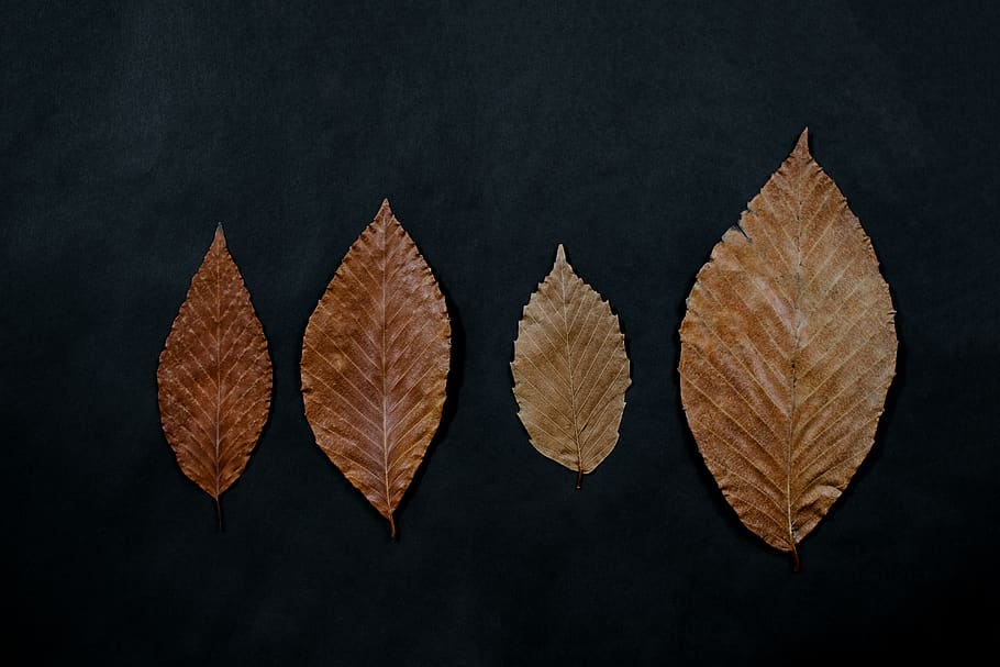 four brown ovate leaves, leaf, plant, veins, arrowhead, paper, HD wallpaper