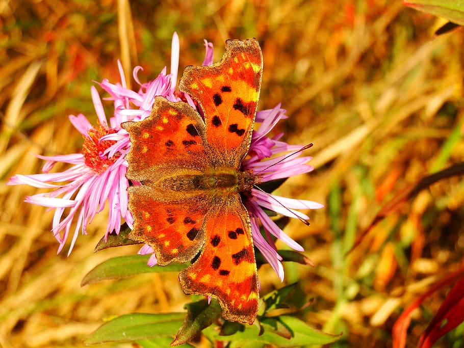 flower, insect, invertebrate, animals in the wild, animal wildlife HD wallpaper