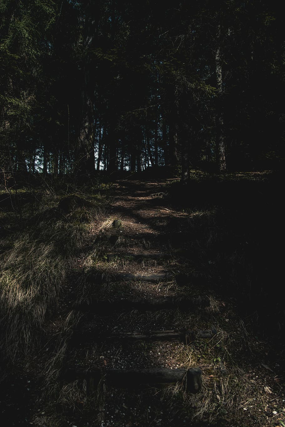 green grass field, plant, tree, forest, land, tranquility, no people HD wallpaper