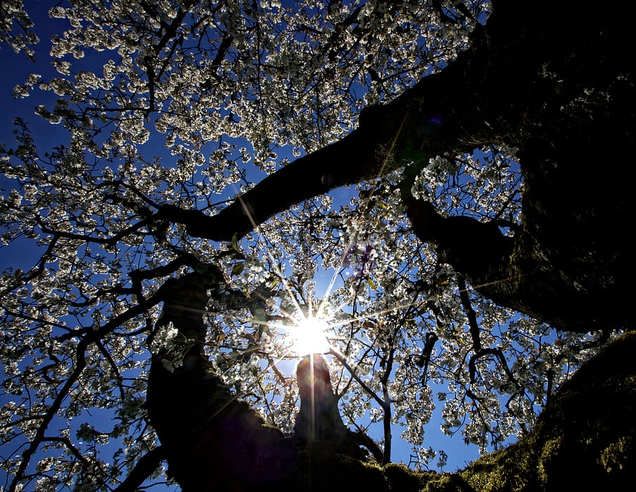tree, flower, light, sun, perspective, spring, blossom, life HD wallpaper