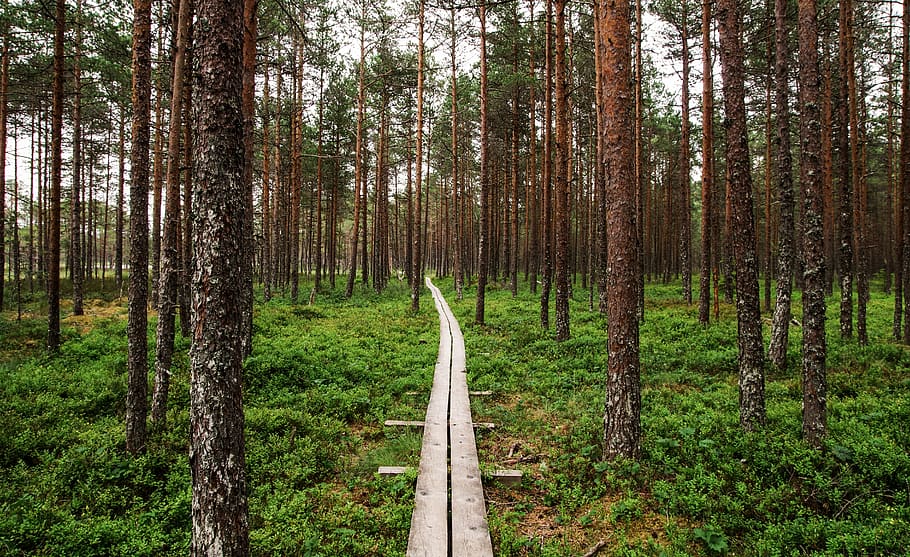 View of Wooden Pathway Inside Forest, daylight, environment, grass HD wallpaper