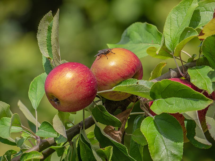 apple, apple tree, fruit, delicious, leaf, healthy eating, plant part HD wallpaper