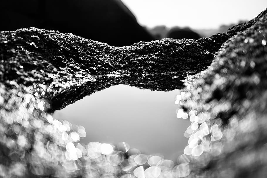 plant, tree, rock, water, sun, white, mirror, black, filter HD wallpaper