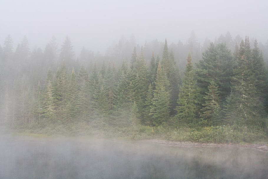 green tree painting, fog, weather, nature, allagash river, united states HD wallpaper