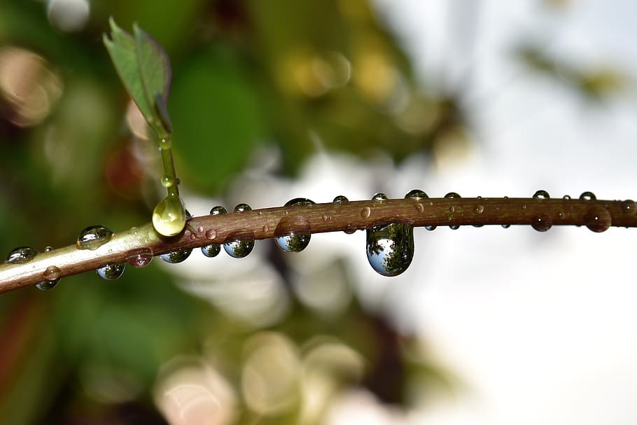 Selective Focus of Branch With Drops Water, blur, close-up, dew HD wallpaper