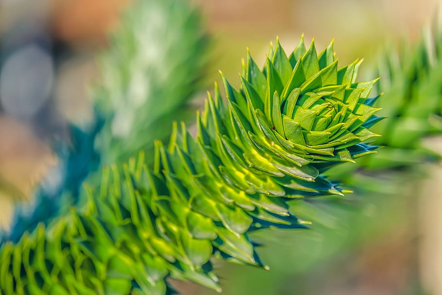 araucana, chile pine, tree, branch, exotic, tropical, snake tree HD wallpaper