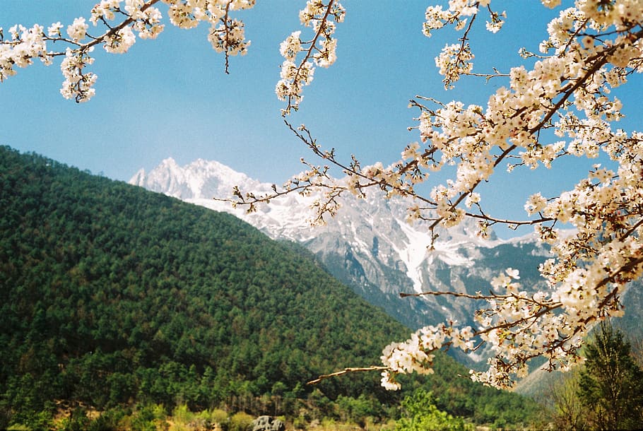 china, lijiang, yulong snow mountain, cherry blossoms, beauty in nature, HD wallpaper