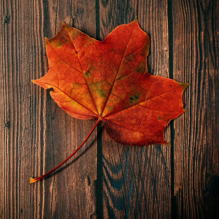 autumn, fall, foliage, leaves, leaf, nature, plant, seasonal HD wallpaper