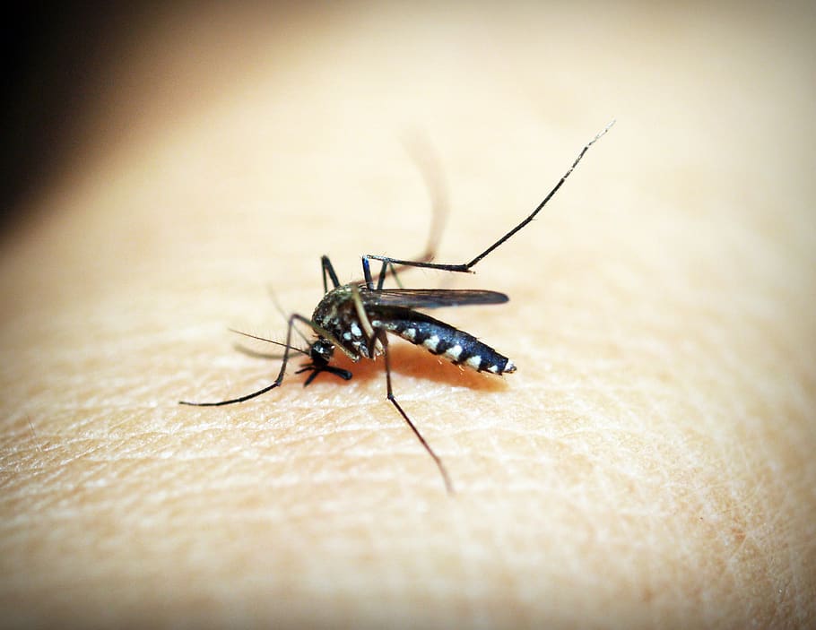 Black Mosquito on Person's Skin, animal, biology, bite, bug, entomology HD wallpaper
