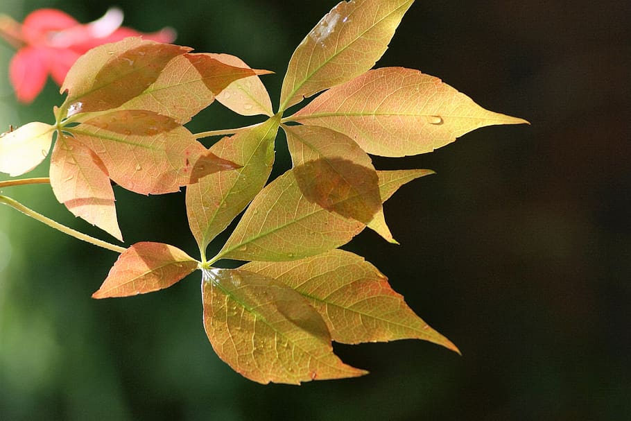 leaf, nature, outdoors, fall, flora, tree, plant part, close-up HD wallpaper