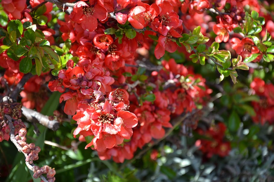 bush, red, flowers, growth, flowering plant, freshness, beauty in nature HD wallpaper