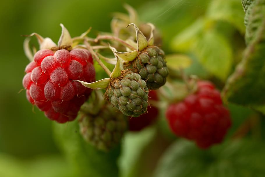 raspberry, raspberries, fruit, food, fruits, ripe, red, fresh HD wallpaper