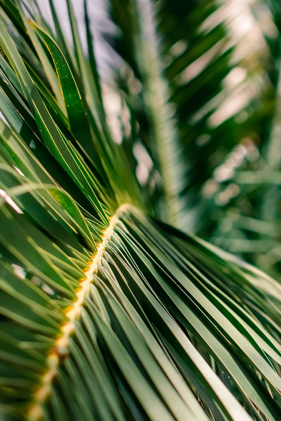 green palm tree, growth, plant, green color, leaf, plant part HD wallpaper