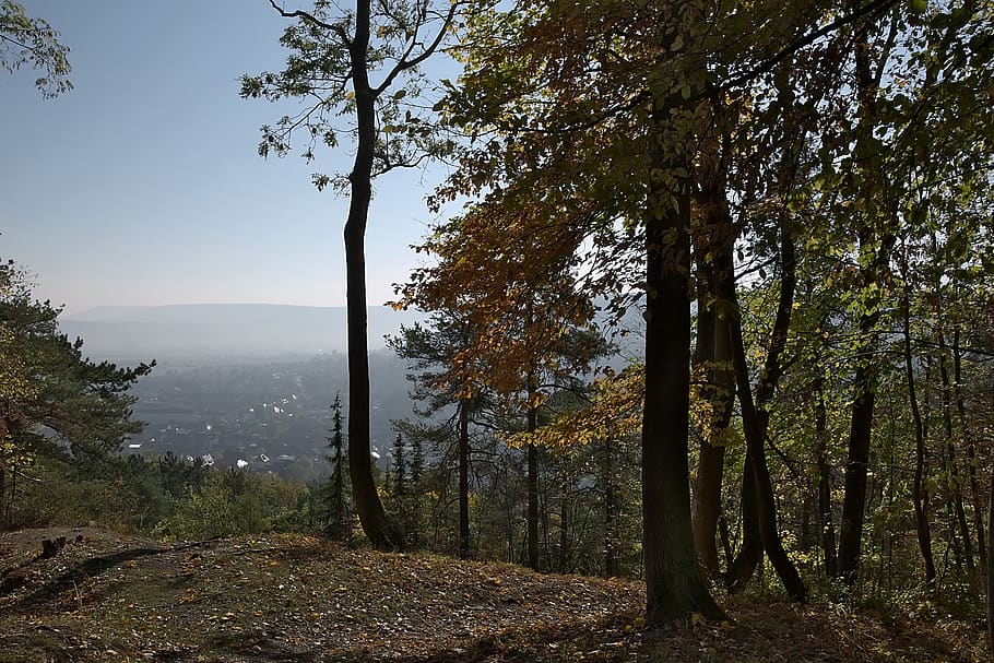 forest, fog, view, autumn, morgenstimmung, tree, plant, tranquility HD wallpaper