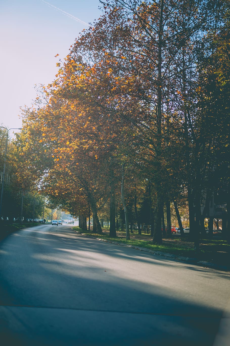 trees beside empty road, asphalt, tarmac, highway, plant, light HD wallpaper
