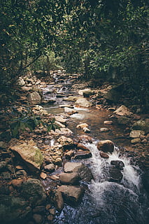 australia, springbrook, springbrook national park, rock, tree HD wallpaper