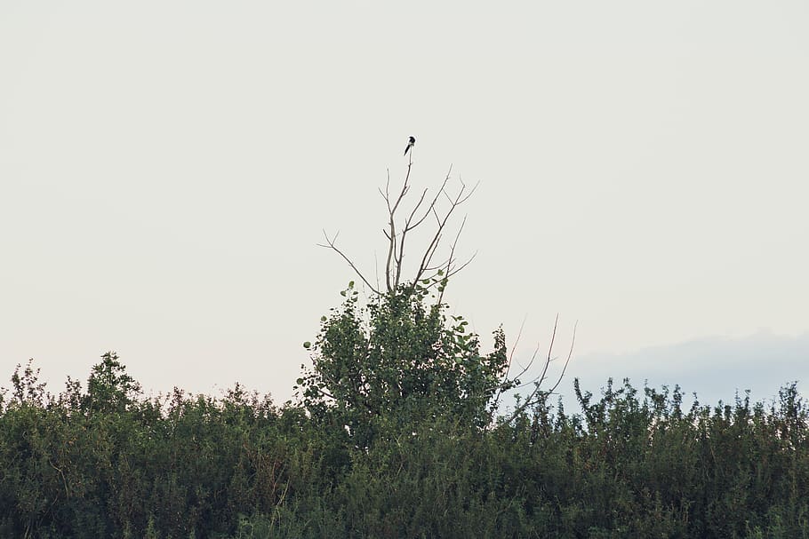 bird, wildnerness, magpie, watching, sitting, symmetry, center HD wallpaper