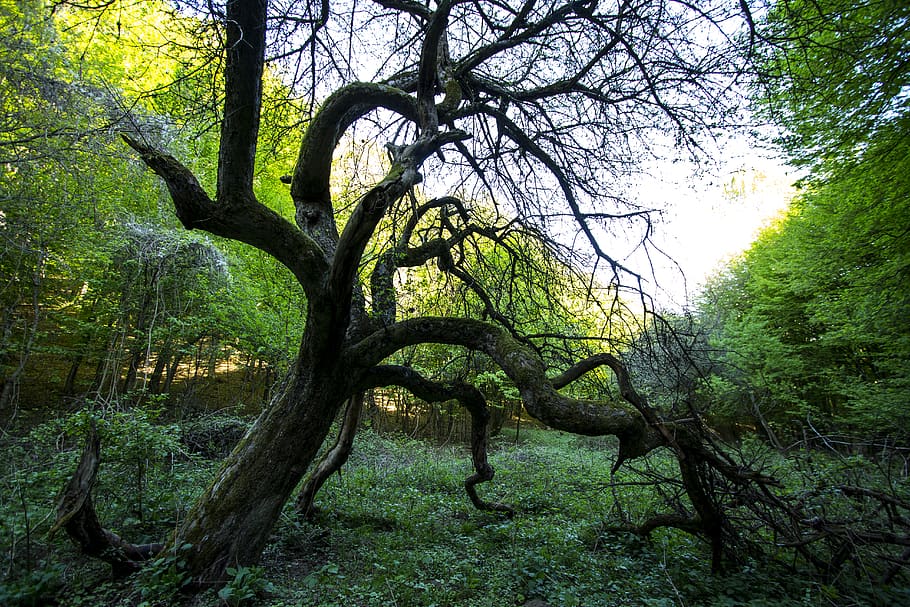 slovakia, silická jablonica, old tree, spring, european forest HD wallpaper