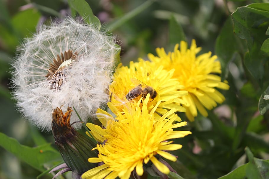 dandelion, blossom, bloom, faded, flying seeds, phases, insect HD wallpaper