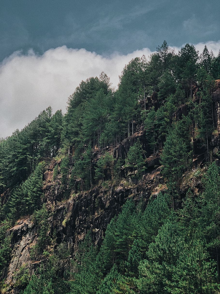 tree, plant, cloud - sky, growth, tranquil scene, beauty in nature HD wallpaper