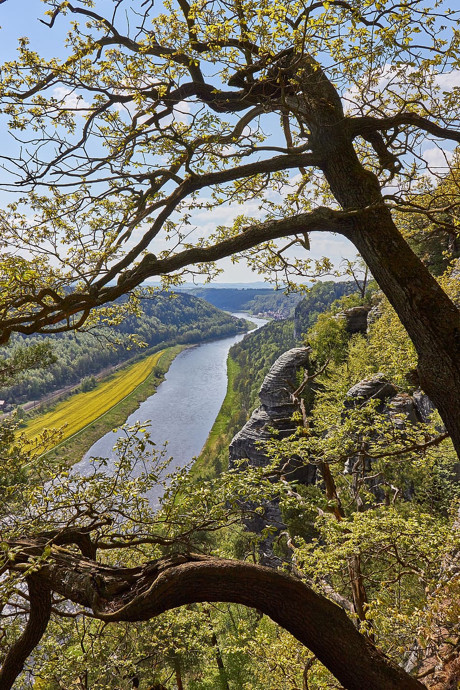 germany, sächsische schweiz-osterzgebirge, river, spring, tree, HD wallpaper