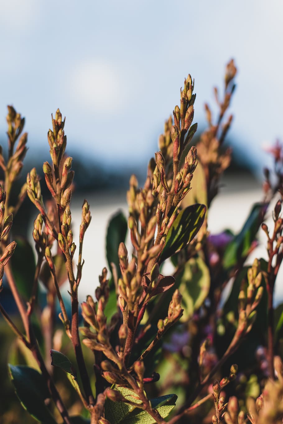 plant, vegetation, grass, jar, pottery, potted plant, vase HD wallpaper