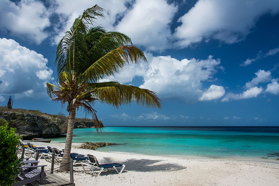 beach, palm tree, tropical, vacation, summer, sea, nature, travel HD wallpaper