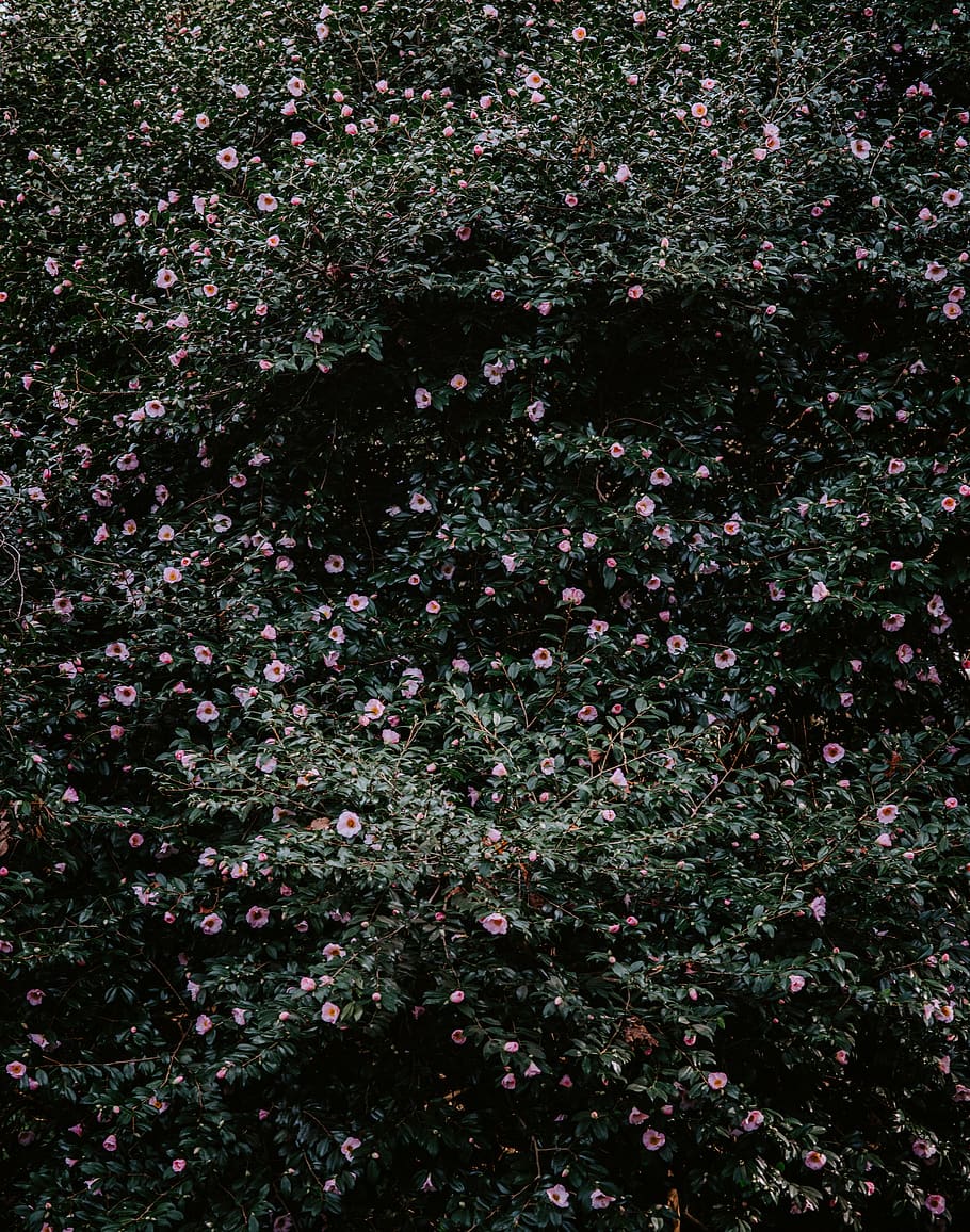 pink-petaled flowers, plant, beauty in nature, flowering plant HD wallpaper