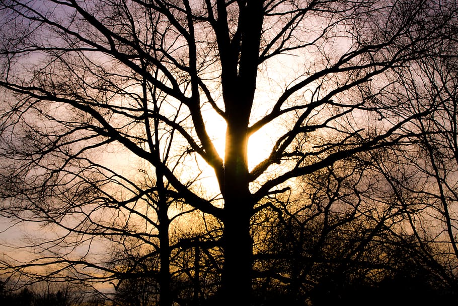 sunset, trees, shadows, silhouette, bare tree, sky, beauty in nature HD wallpaper