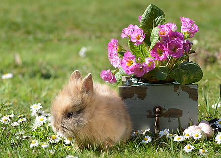 rabbit, easter, hare, easter bunny, cute, spring, animal, animal world HD wallpaper
