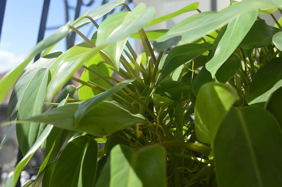 philippines, heartleaf philodendron, calm, stems, nature, green HD wallpaper