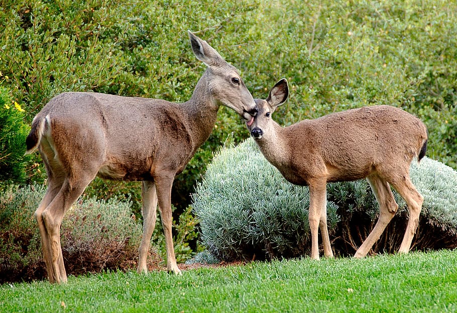 united states, pacific grove, deers, garden, mother, bush, care, HD wallpaper