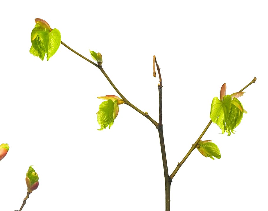branch, tree, leaf, green, white, plant, isolated, leaves, new HD wallpaper