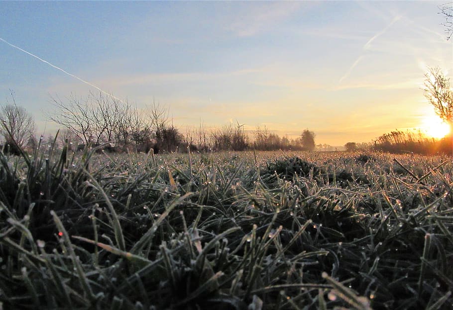frozen, sunrise, drops, grass, countryside, winter, landscape HD wallpaper
