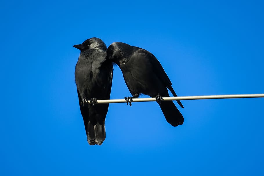jackdaws, couple, clean, care, cleaning, team, team ability HD wallpaper